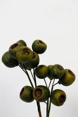 Eucalyptus Seed Pod 48cm