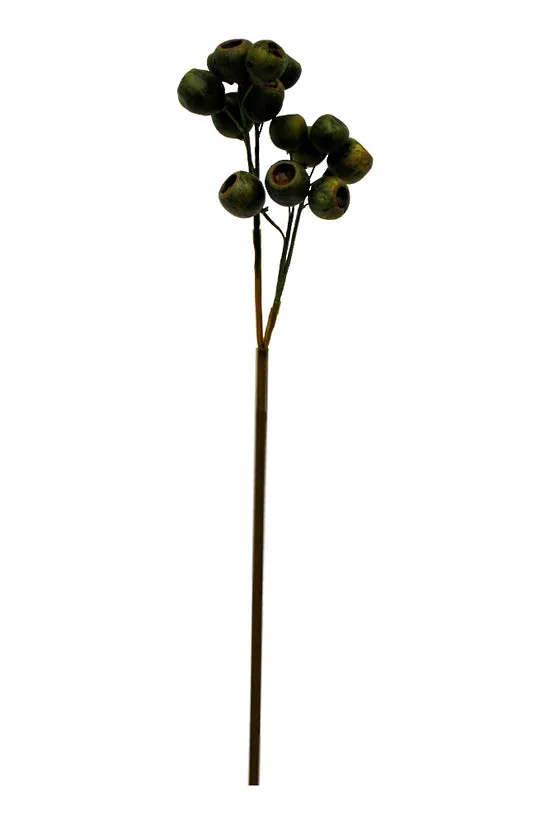 Eucalyptus Seed Pod 48cm