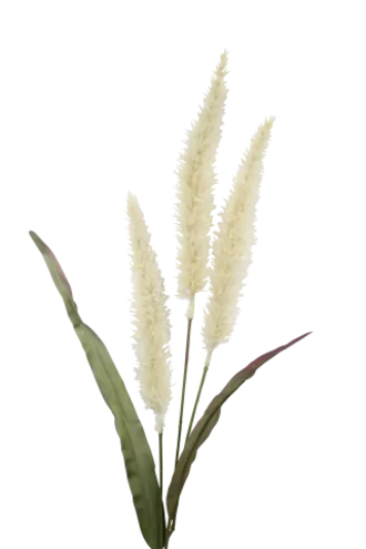 Fountain Grass Cream