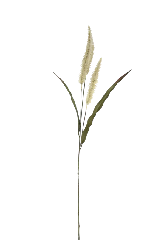 Fountain Grass Cream